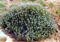 Thymus daenensis